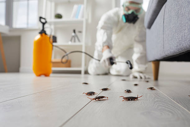 Post-Treatment Bed Bug Interceptor Monitoring in Connellsville